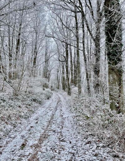Bois de Hermeray sous la neige